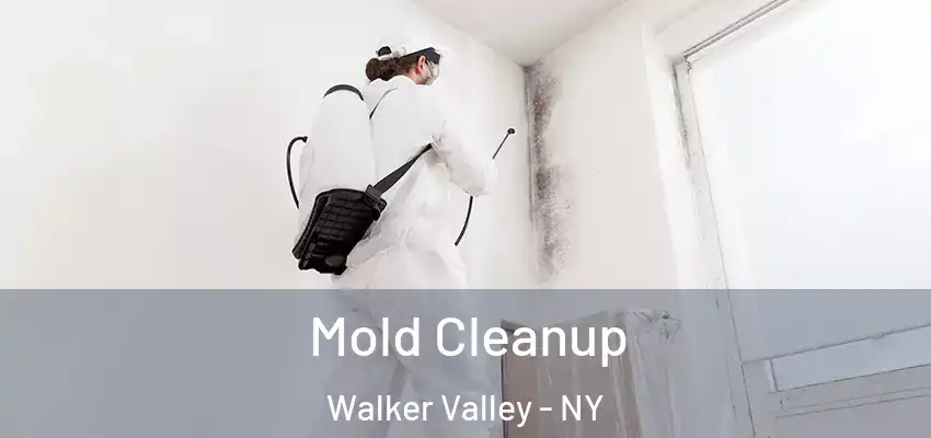  Mold Cleanup Walker Valley - NY