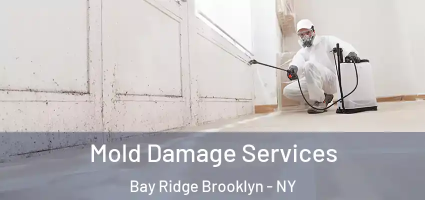  Mold Damage Services Bay Ridge Brooklyn - NY
