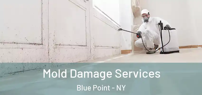  Mold Damage Services Blue Point - NY