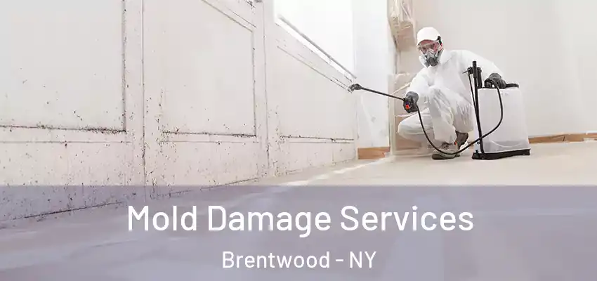  Mold Damage Services Brentwood - NY