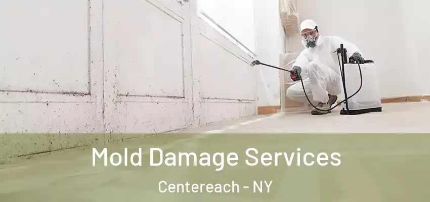  Mold Damage Services Centereach - NY