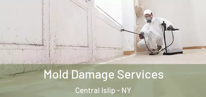  Mold Damage Services Central Islip - NY