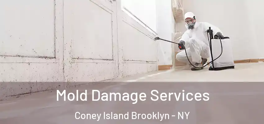  Mold Damage Services Coney Island Brooklyn - NY