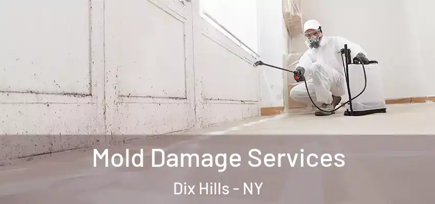 Mold Damage Services Dix Hills - NY