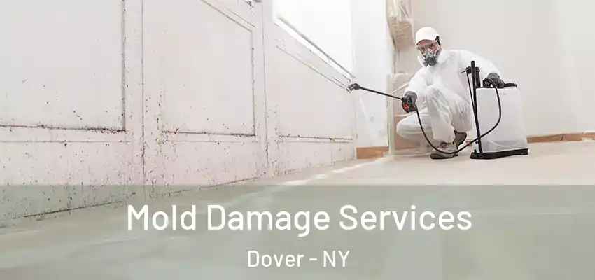  Mold Damage Services Dover - NY