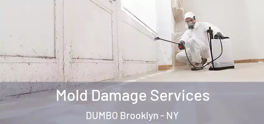  Mold Damage Services DUMBO Brooklyn - NY
