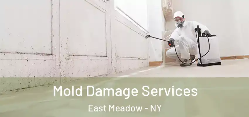 Mold Damage Services East Meadow - NY