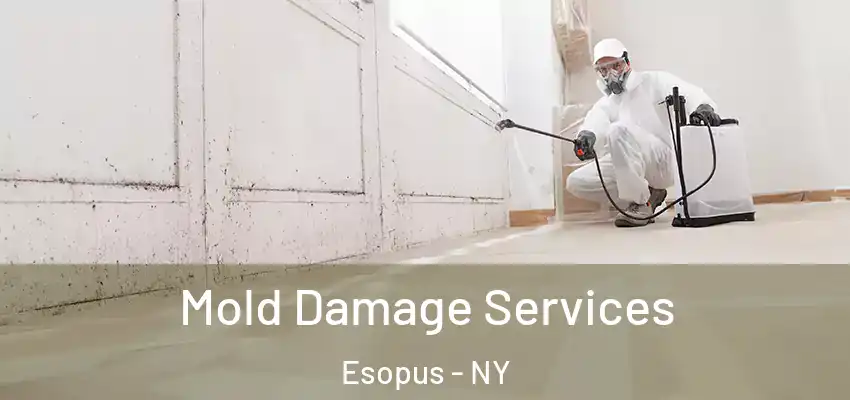 Mold Damage Services Esopus - NY