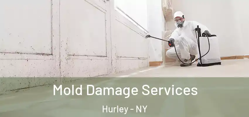  Mold Damage Services Hurley - NY