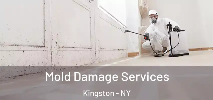  Mold Damage Services Kingston - NY