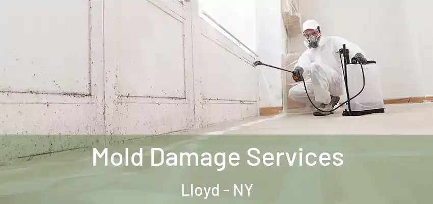 Mold Damage Services Lloyd - NY