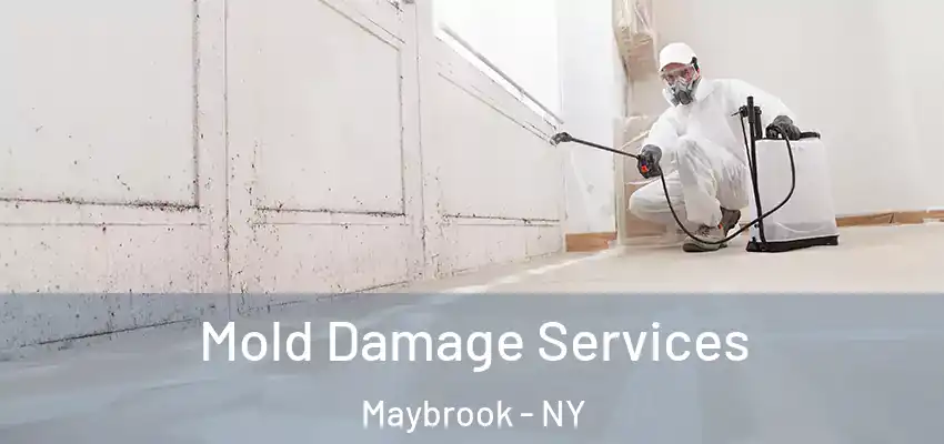  Mold Damage Services Maybrook - NY