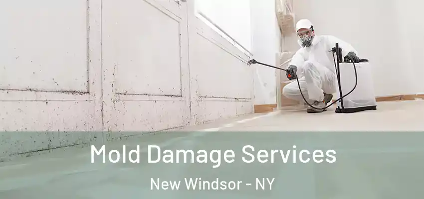  Mold Damage Services New Windsor - NY