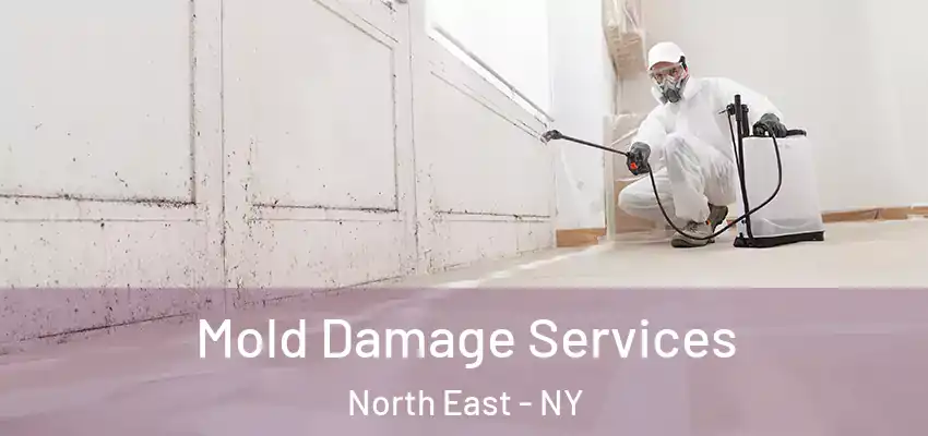 Mold Damage Services North East - NY