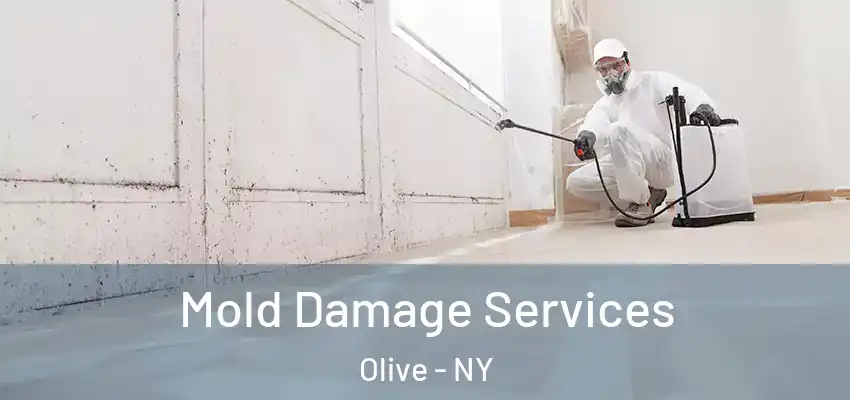  Mold Damage Services Olive - NY