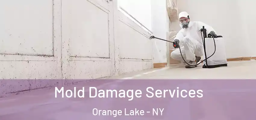 Mold Damage Services Orange Lake - NY