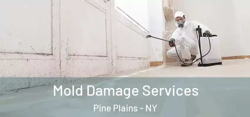 Mold Damage Services Pine Plains - NY