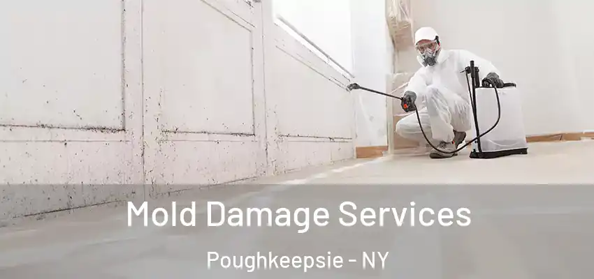  Mold Damage Services Poughkeepsie - NY