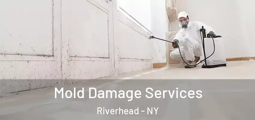  Mold Damage Services Riverhead - NY