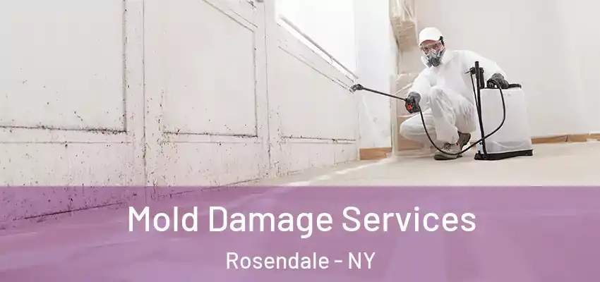  Mold Damage Services Rosendale - NY