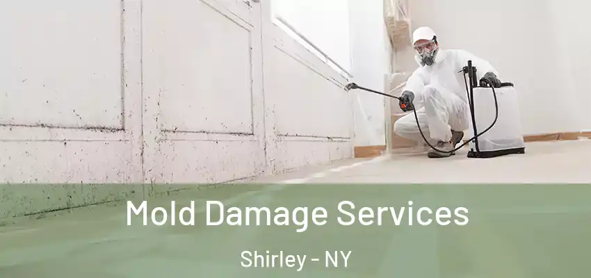 Mold Damage Services Shirley - NY
