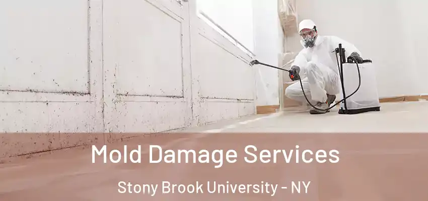  Mold Damage Services Stony Brook University - NY