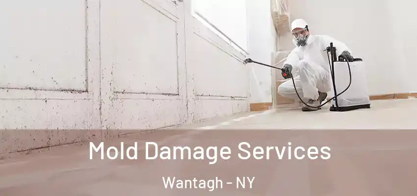  Mold Damage Services Wantagh - NY