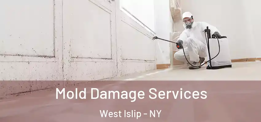 Mold Damage Services West Islip - NY