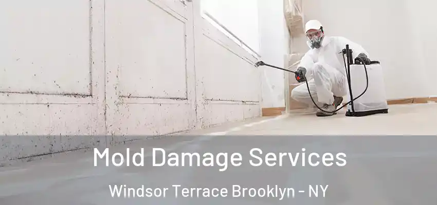 Mold Damage Services Windsor Terrace Brooklyn - NY