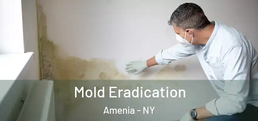 Mold Eradication Amenia - NY