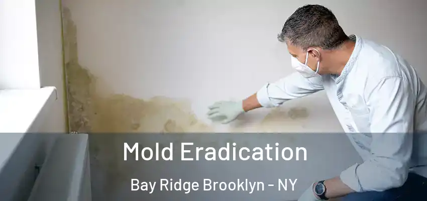  Mold Eradication Bay Ridge Brooklyn - NY