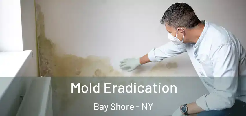  Mold Eradication Bay Shore - NY