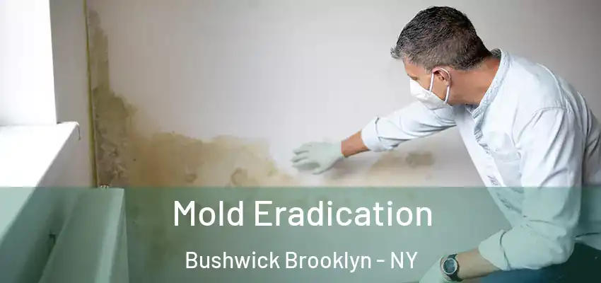  Mold Eradication Bushwick Brooklyn - NY