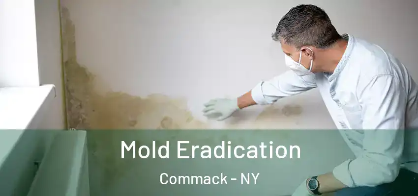  Mold Eradication Commack - NY