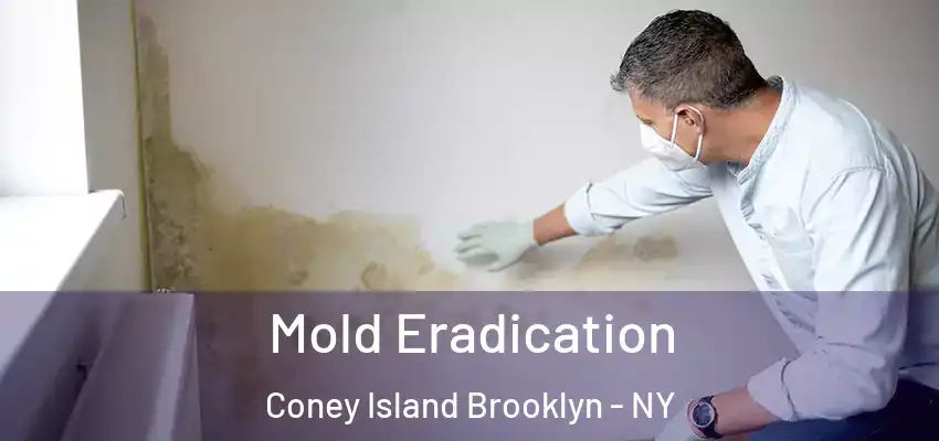 Mold Eradication Coney Island Brooklyn - NY