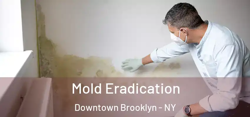 Mold Eradication Downtown Brooklyn - NY