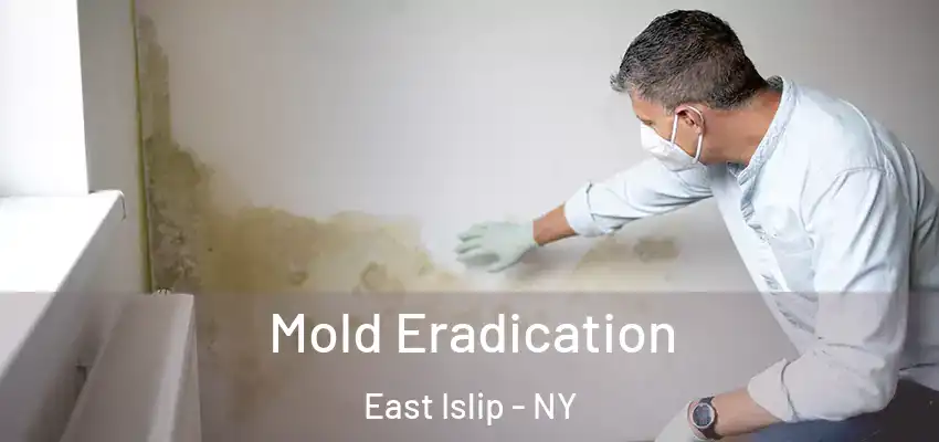 Mold Eradication East Islip - NY