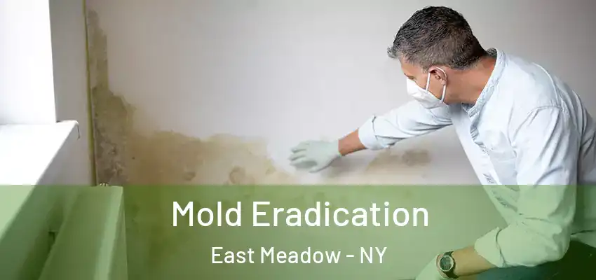  Mold Eradication East Meadow - NY