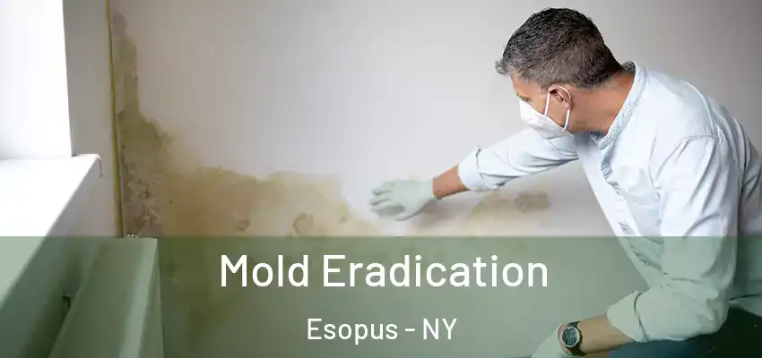 Mold Eradication Esopus - NY