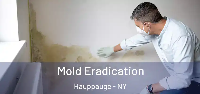 Mold Eradication Hauppauge - NY