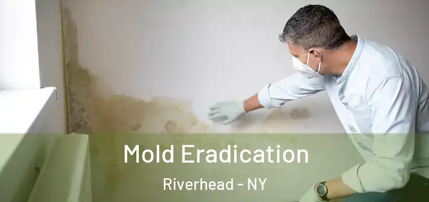  Mold Eradication Riverhead - NY