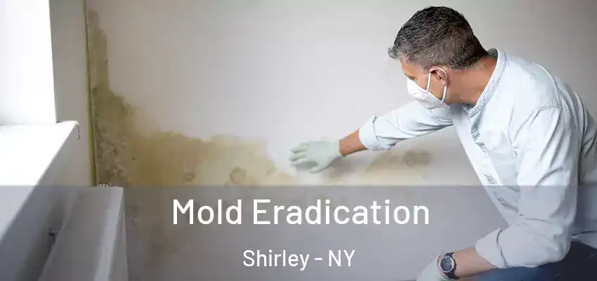  Mold Eradication Shirley - NY
