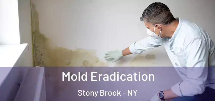  Mold Eradication Stony Brook - NY