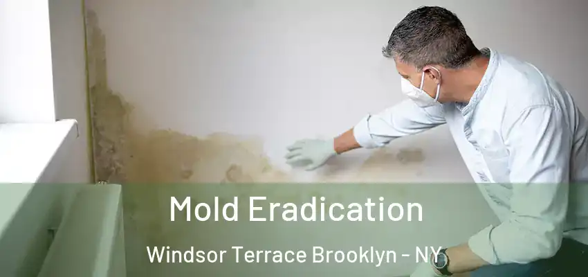  Mold Eradication Windsor Terrace Brooklyn - NY
