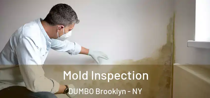  Mold Inspection DUMBO Brooklyn - NY