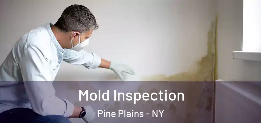 Mold Inspection Pine Plains - NY