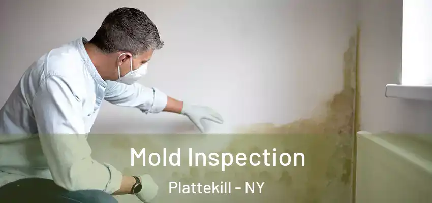  Mold Inspection Plattekill - NY
