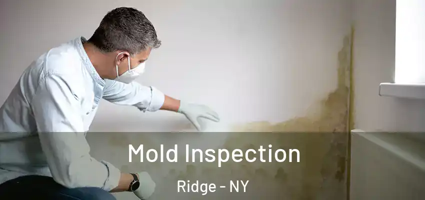 Mold Inspection Ridge - NY