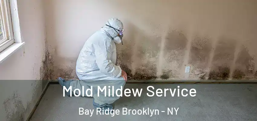  Mold Mildew Service Bay Ridge Brooklyn - NY