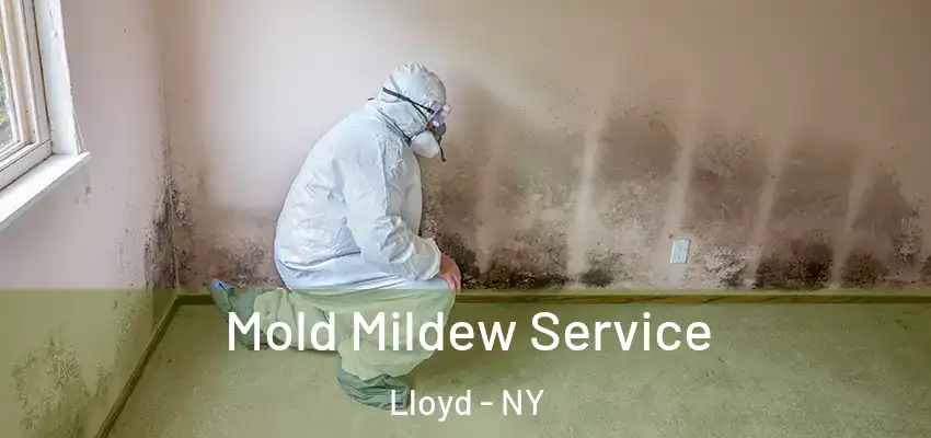 Mold Mildew Service Lloyd - NY